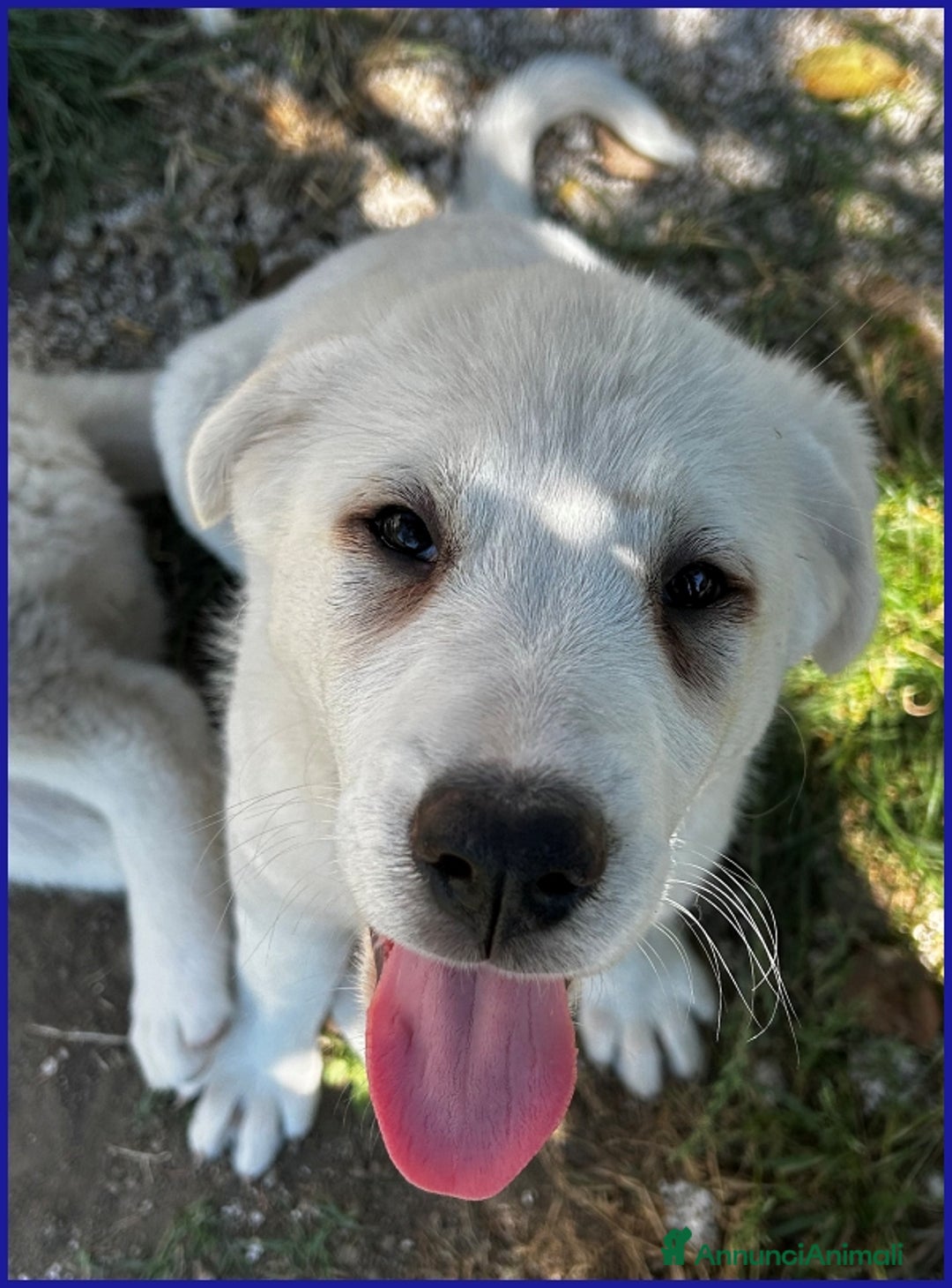 Pastore Maremmano cani in regalo: BBQ, CUCCIOLA 2 MESI MIX MAREMMANA, DOLCE NUVOLETT - Annuncio 10