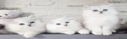 Persiano gatti in vendita: Cuccioli gatto persiano - Annuncio 5