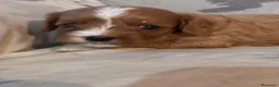 Cavapoo cani in vendita: Cuccioli di cane Cavapoo - Annuncio 8