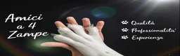 Spitz cani in vendita: SPITZ TEDESCO PICCOLO batuffole bijoux  - Annuncio 2