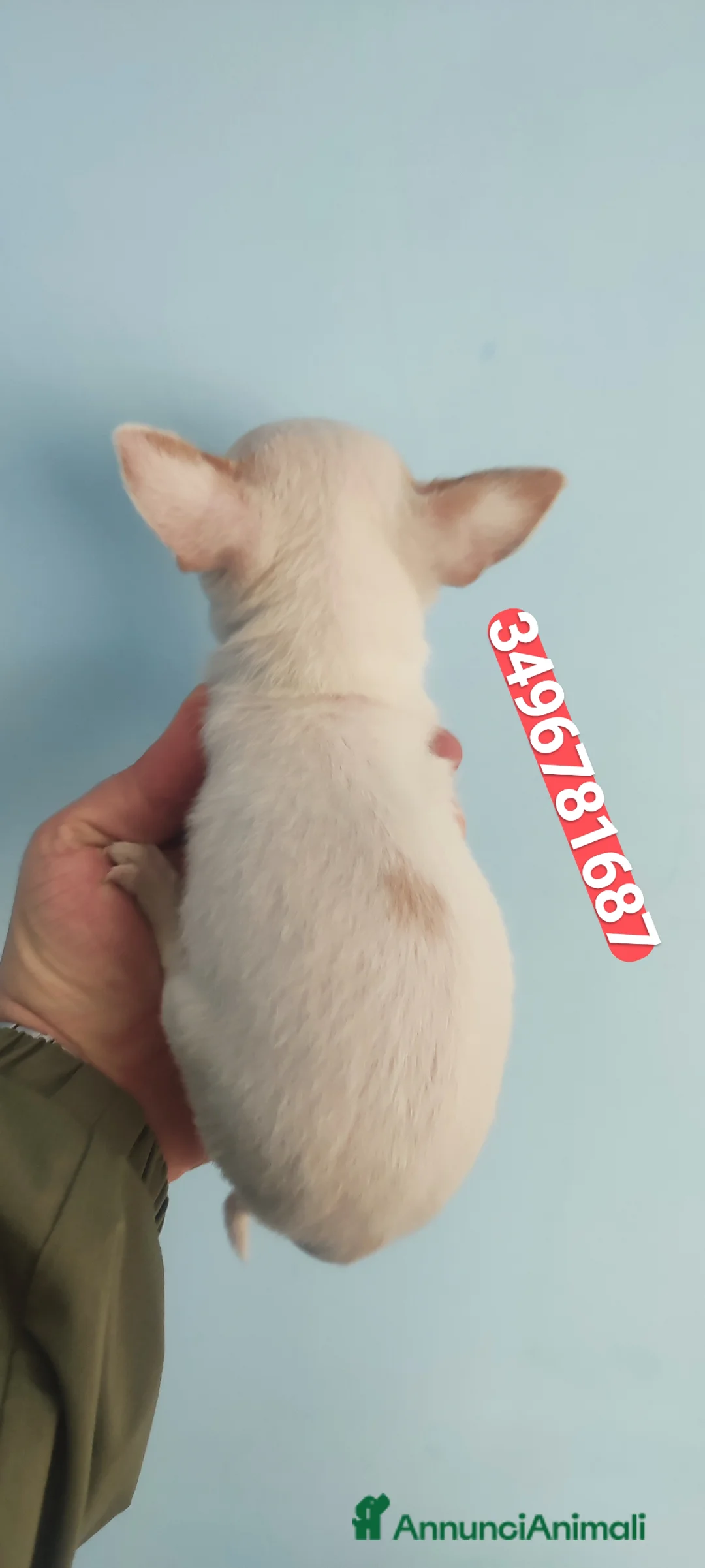 Chihuahua cani in vendita: CHIHUAHUA stupenda bijoux coccolina - Annuncio 3