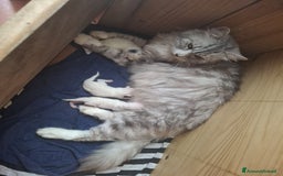 Siberiano gatti in vendita: Siberiani alta genealogia  a Provincia di Pavia - Immagine 6