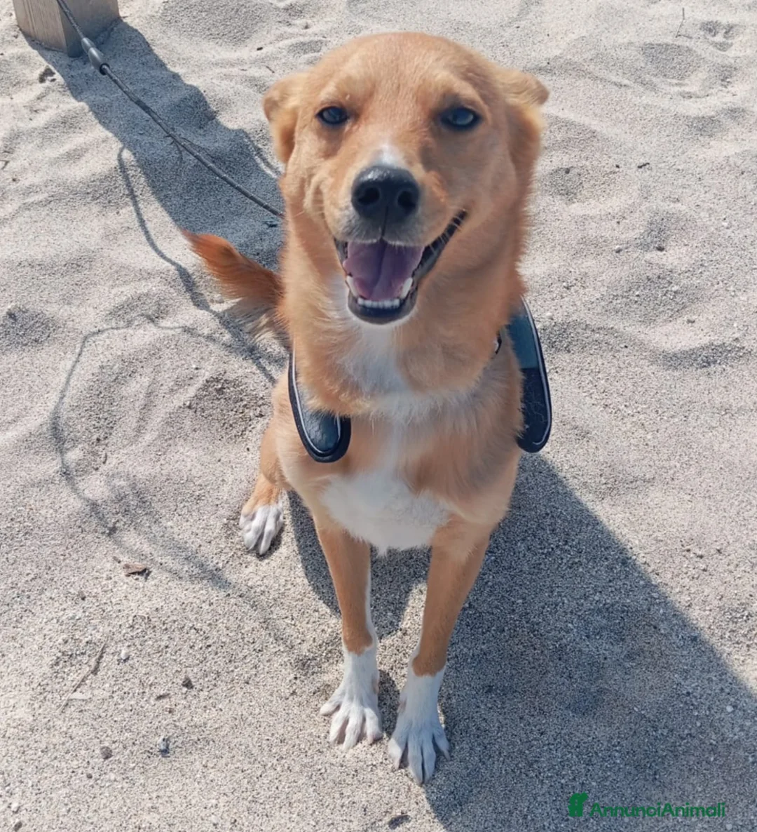 Meticcio cani in regalo: TAGLIA PICCOLA NINO a Città Metropolitana di Bologna - Annuncio 1