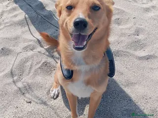 Meticcio cani TAGLIA PICCOLA NINO - Annuncio 16