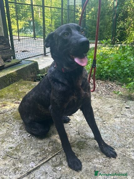 Meticcio cani ORSA splendida tg grande giovane e socievole - Annuncio 23