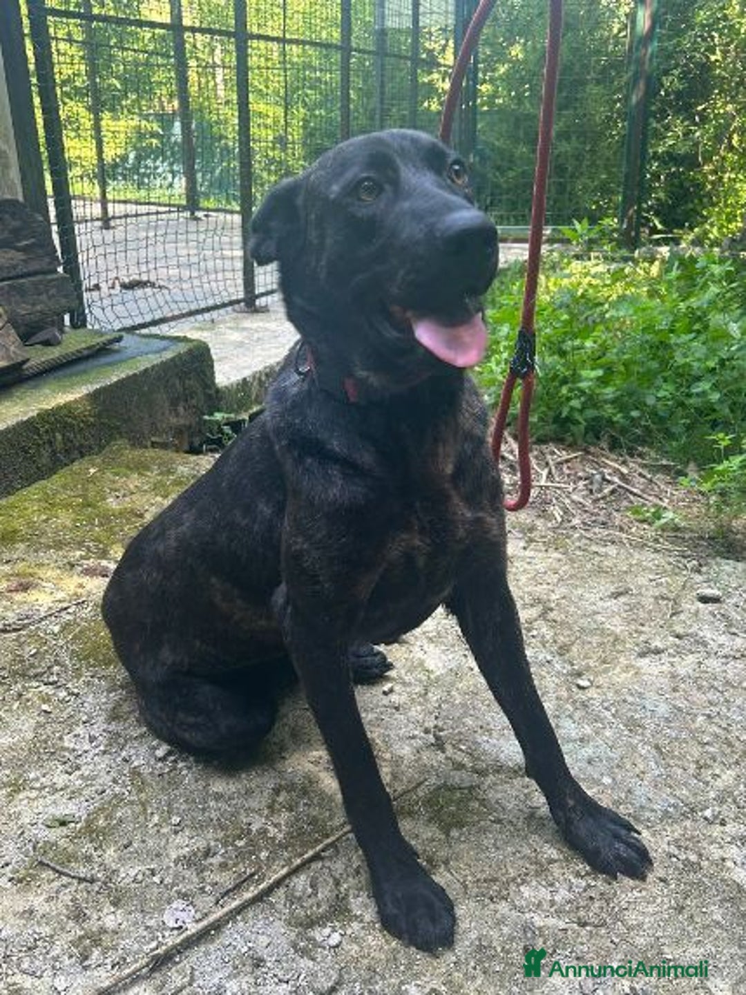 Meticcio cani in regalo: ORSA splendida tg grande giovane e socievole - Annuncio 1