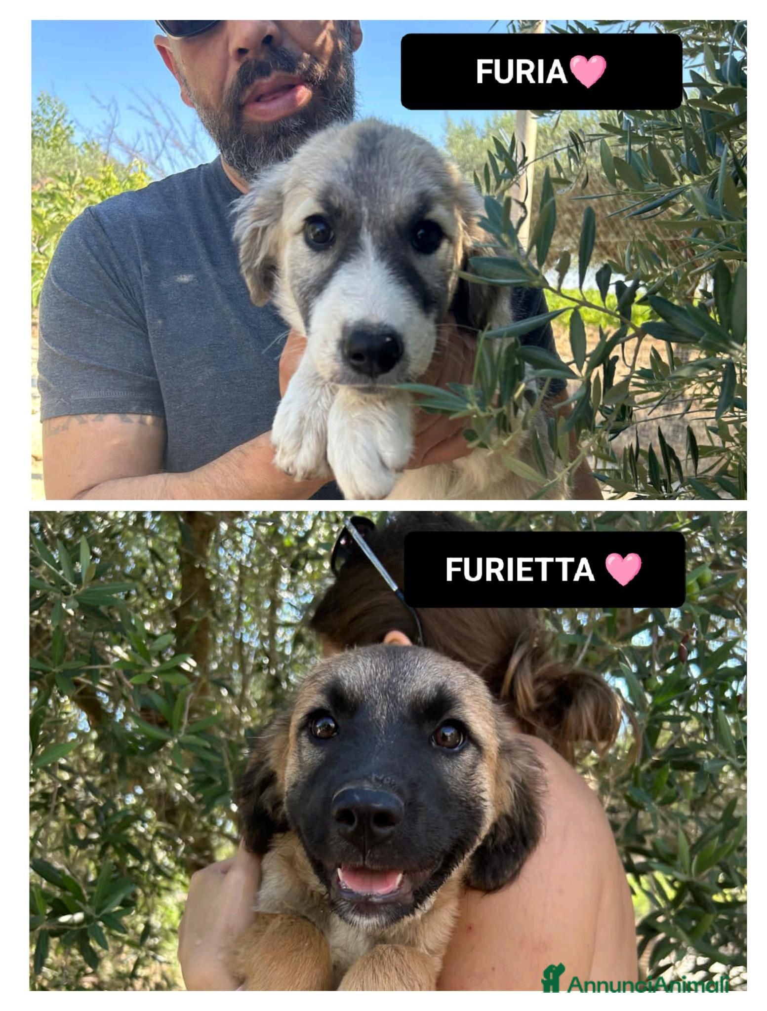 Meticcio cani FURIETTA E FURIA, - Annuncio 31