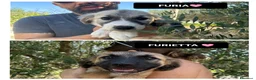 Meticcio cani in regalo: FURIETTA E FURIA, - Annuncio 1