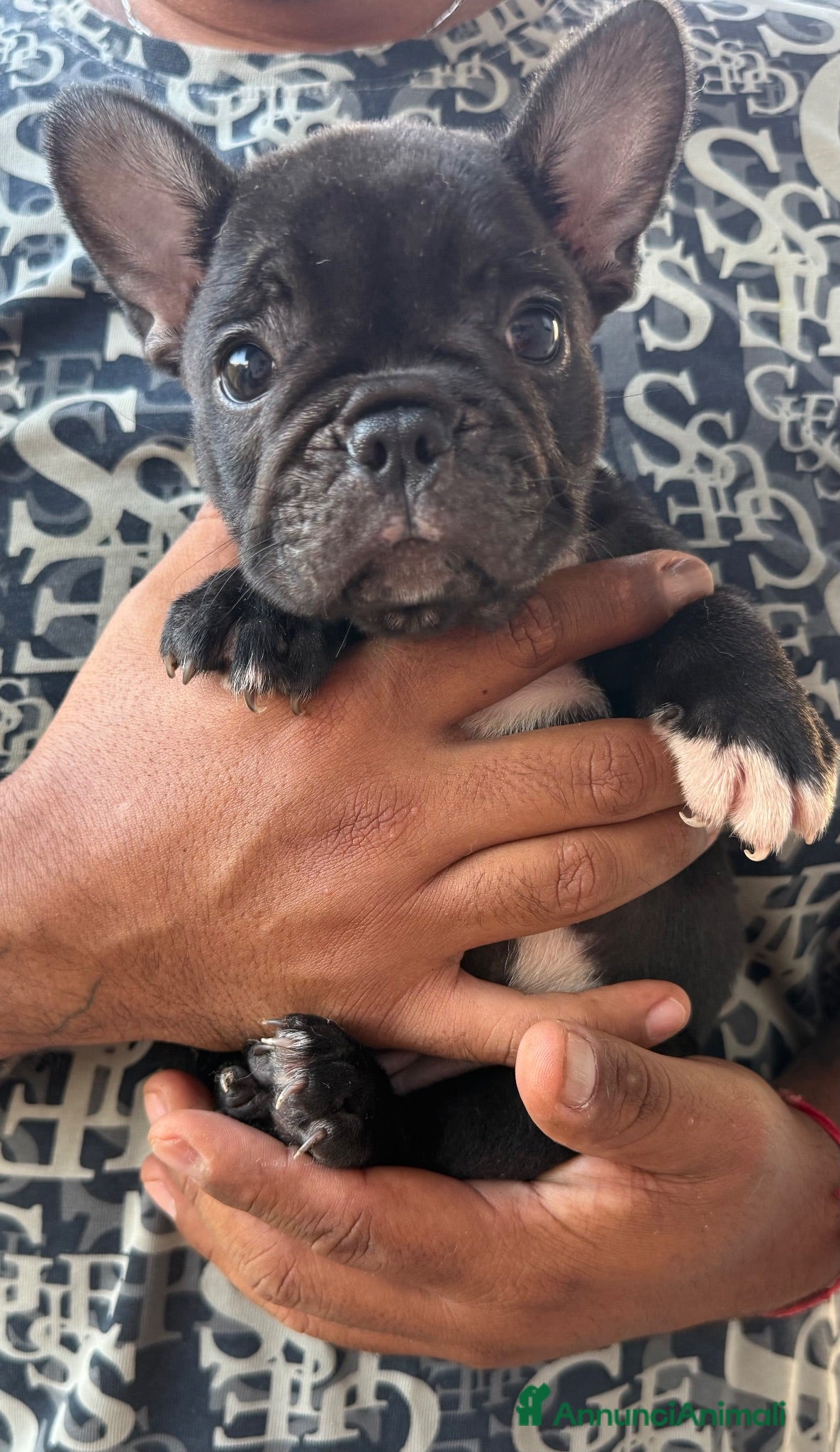Bulldog Francese cani Bulldog francese  - Annuncio 20