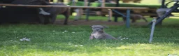 Pitbull cani in vendita: Pit Bull con pedigree anche a rate  - Annuncio 21