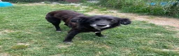 Meticcio cani in regalo: Adotta Linda - Annuncio 2