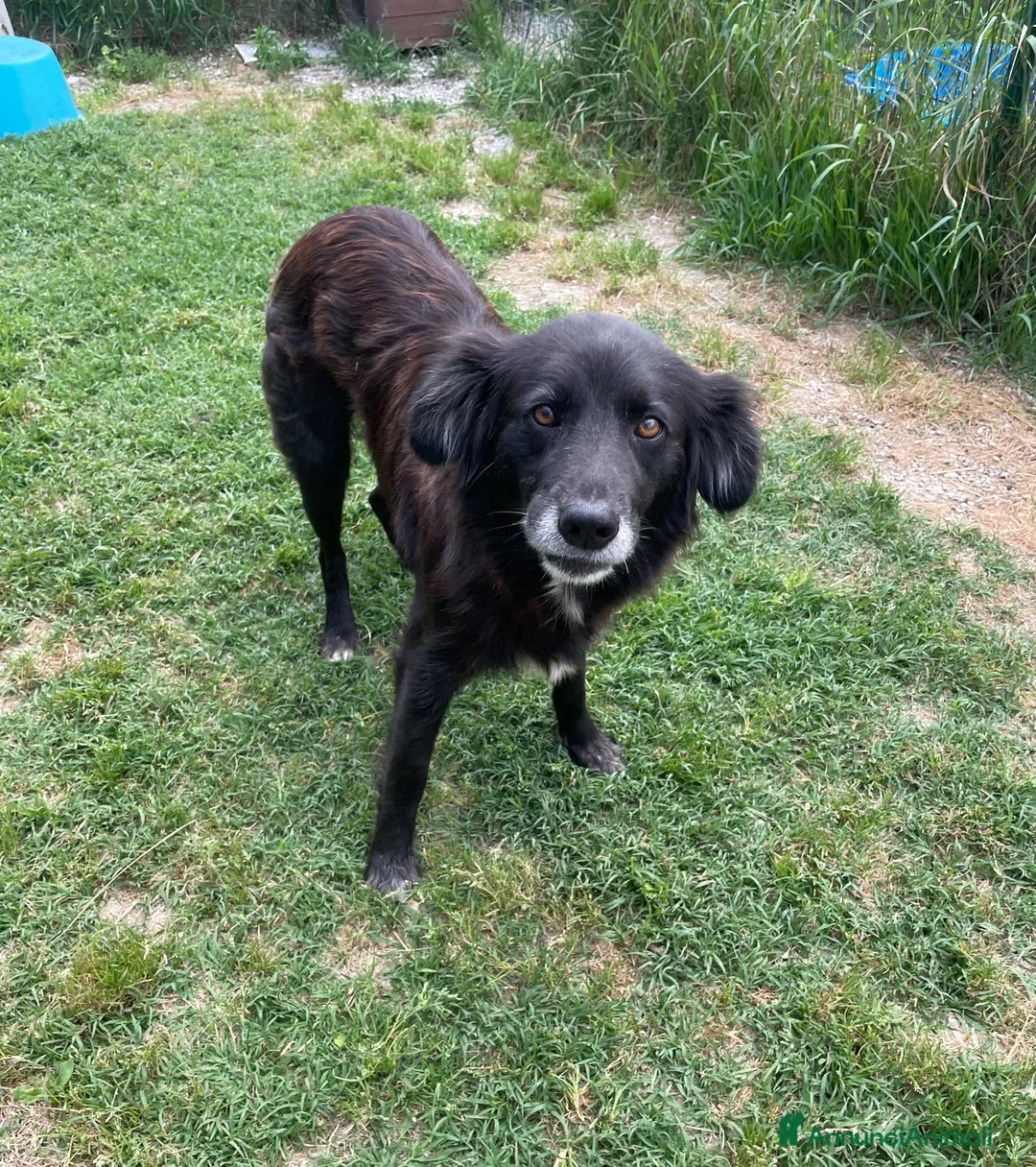 Meticcio cani in regalo: Adotta Linda - Annuncio 2