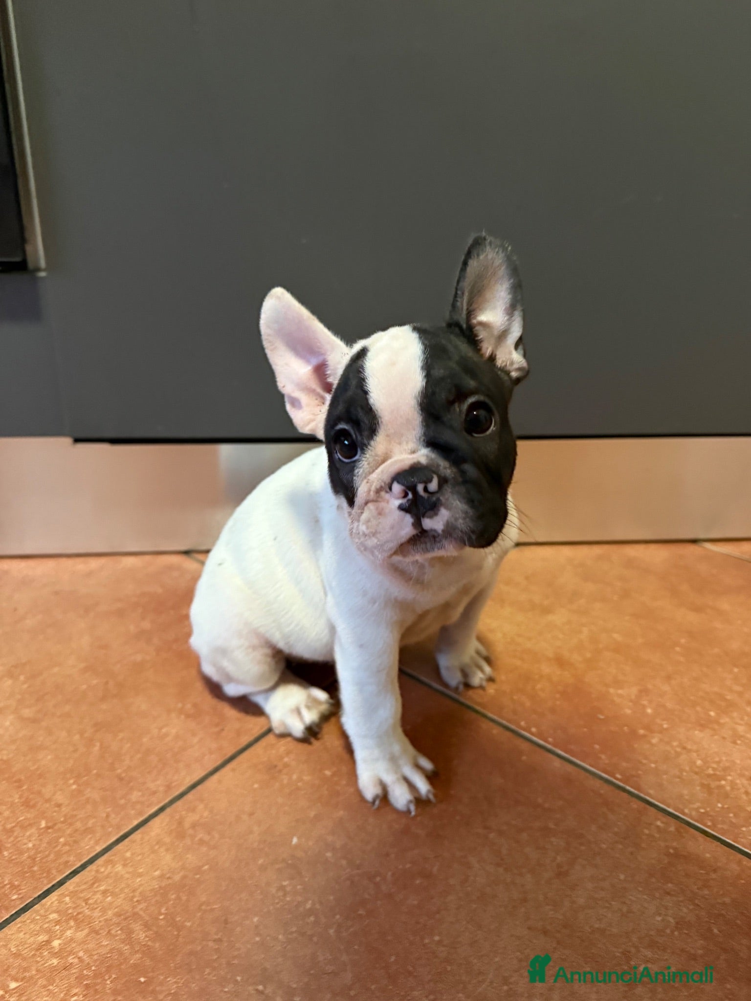 Bulldog Francese cani Bulldog francese ULTIME  - Annuncio 4