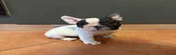Bulldog Francese cani in vendita: Bulldog francese ULTIME  - Annuncio 1