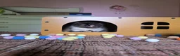 Persiano gatti in vendita: Cuccioli persiani  - Annuncio 9