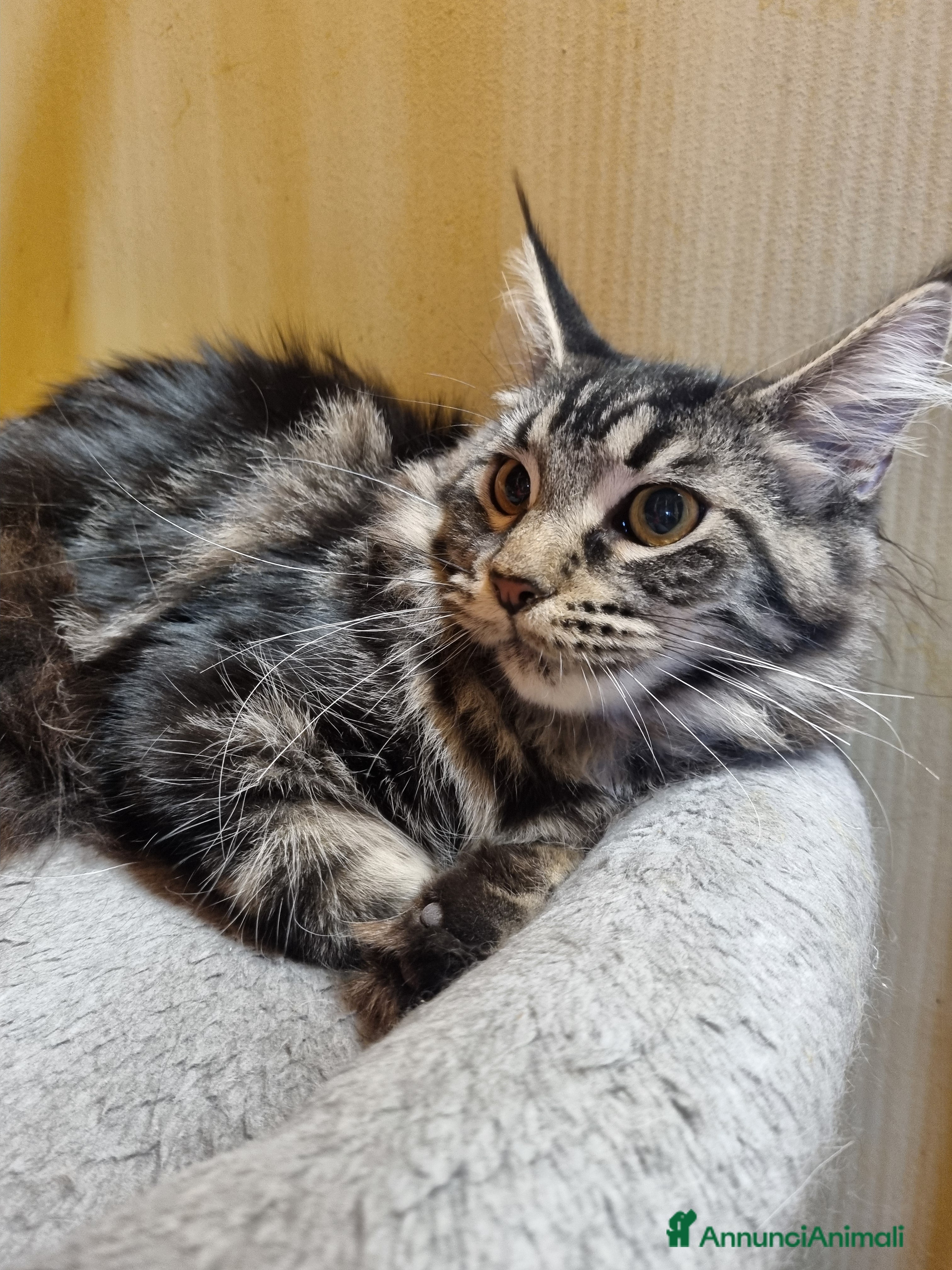 Maine Coon gatti GIOVANE CUCCIOLONA MAINE COON pedigree Anfi - Annuncio 4