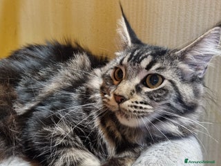 Maine Coon gatti GIOVANE CUCCIOLONA MAINE COON pedigree Anfi - Annuncio 7