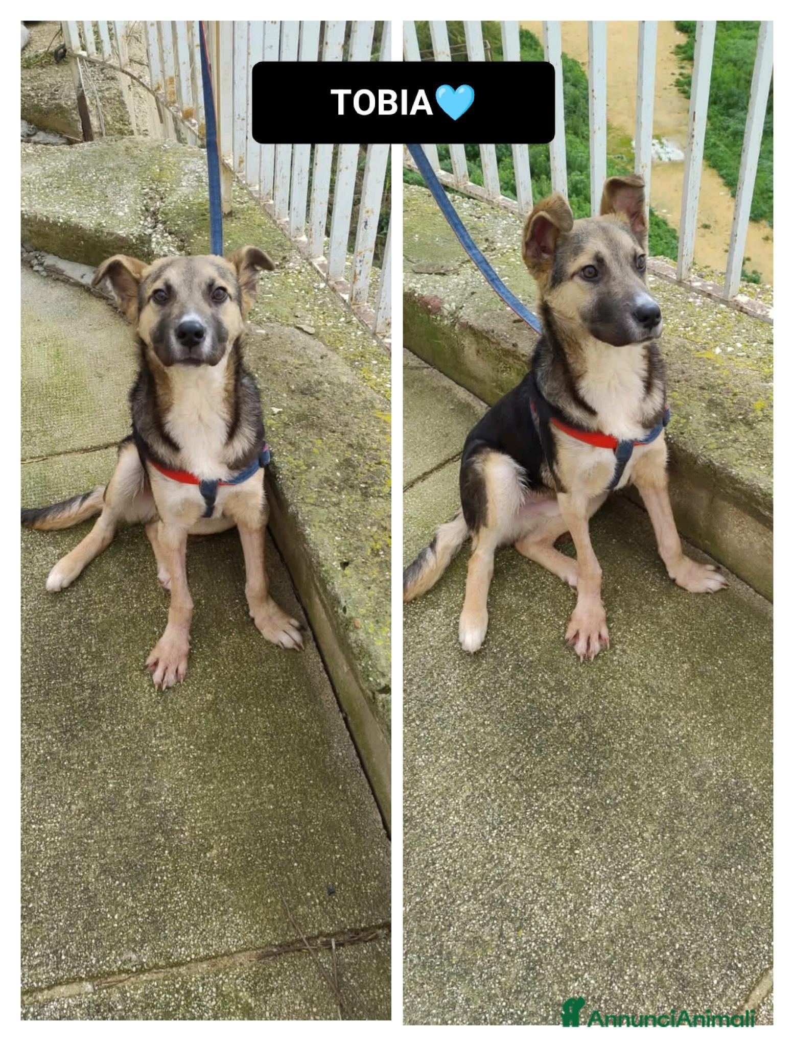 Altre razze cani tobia  - Annuncio 3