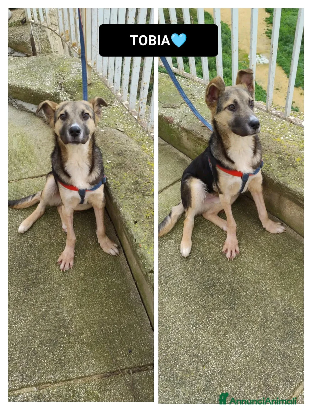 Altre razze cani in regalo: tobia  - Annuncio 1