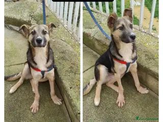 Altre razze cani tobia - Annuncio 3