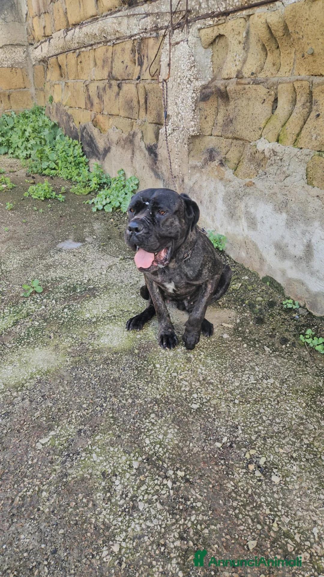 Cane Corso cani in regalo: Lucia: cane corso maltrattata dolcissima  - Annuncio 8