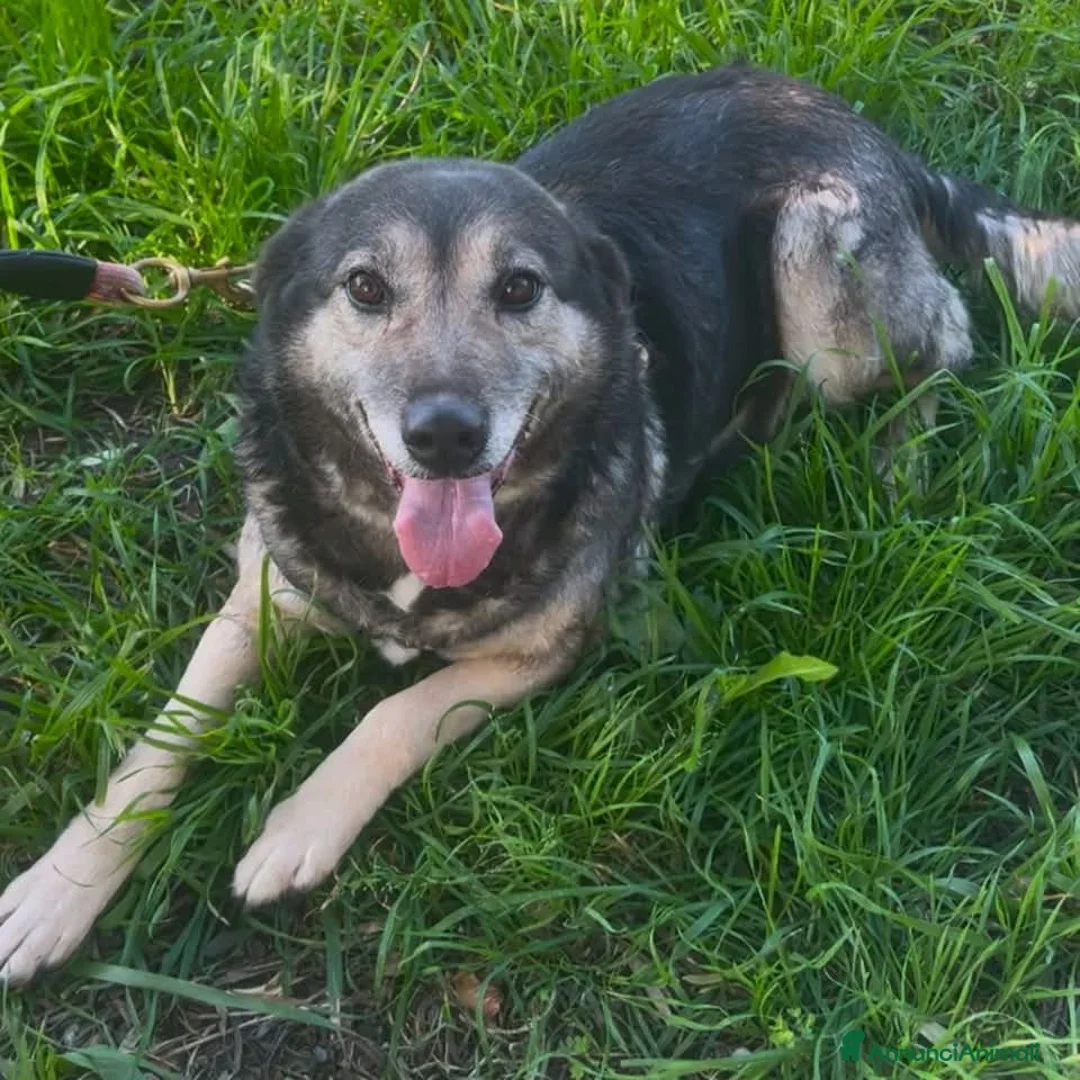 Meticcio cani in regalo: Molly  a Provincia di Crotone - Annuncio 4