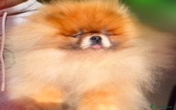 Volpino Pomerania cani in vendita: Fantastico Pomerania nano adolescente crema sable a Città Metropolitana di Bologna - Immagine 3