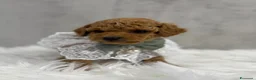 Barboncino Toy cani in vendita: Adorabili cuccioli di barboncino toy - Annuncio 10