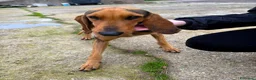 Meticcio cani in regalo: BOBO 💙 orecchie a cotoletta. Cuore da bomber. a Provincia di Modena - Annuncio 6
