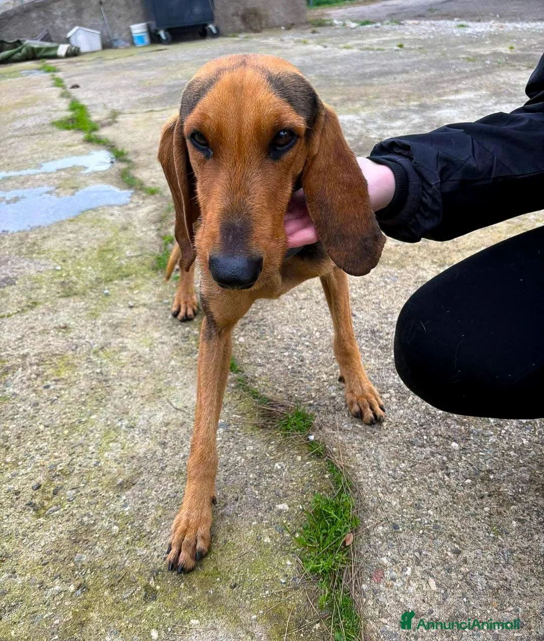 Meticcio cani in regalo: BOBO 💙 orecchie a cotoletta. Cuore da bomber. a Provincia di Modena - Annuncio 6