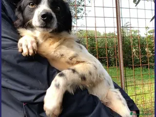 Meticcio cani CURACAO timidino tg piccola - Annuncio 8