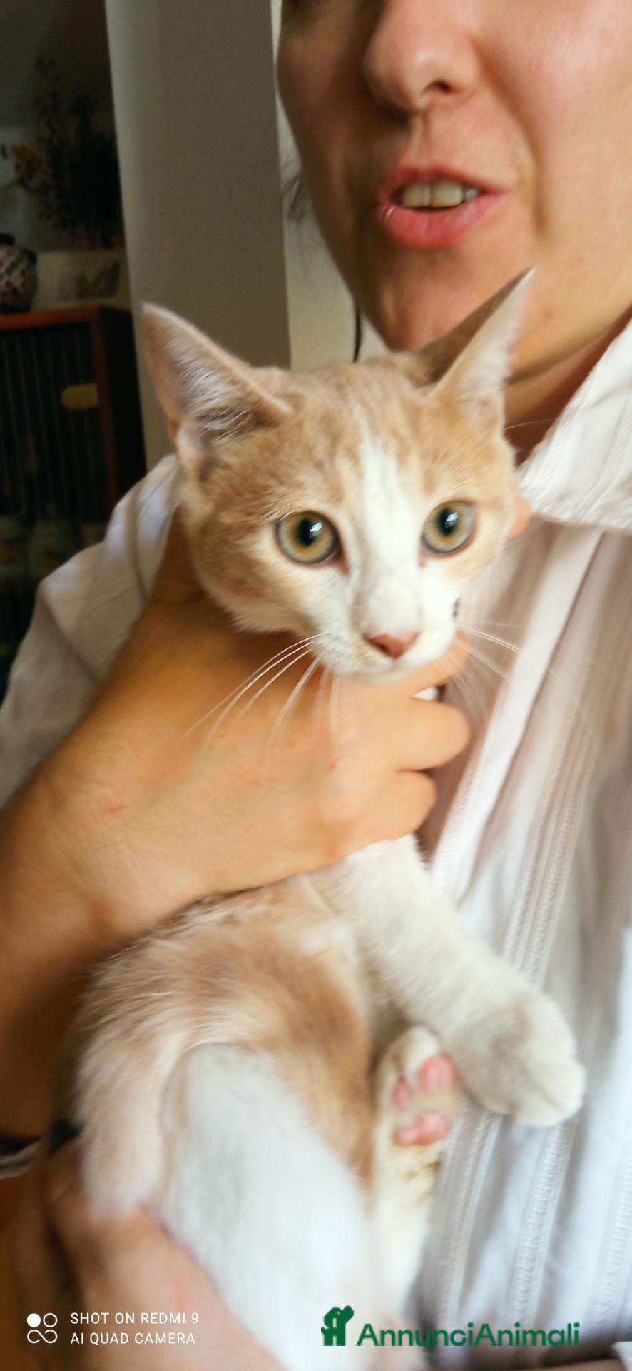 Meticcio gatti Gattina cerca casa - Annuncio 1