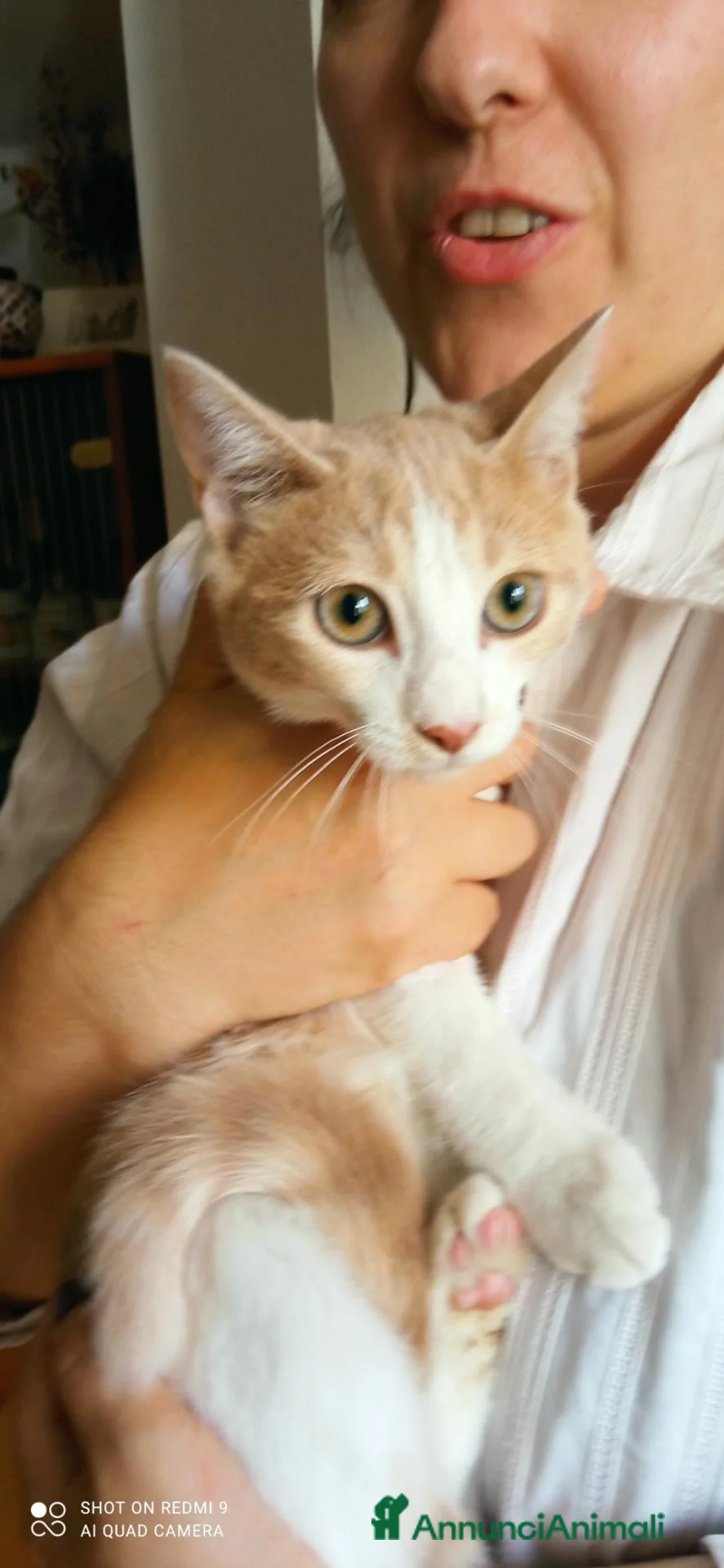 Meticcio gatti in regalo: Gattina cerca casa - Annuncio 1