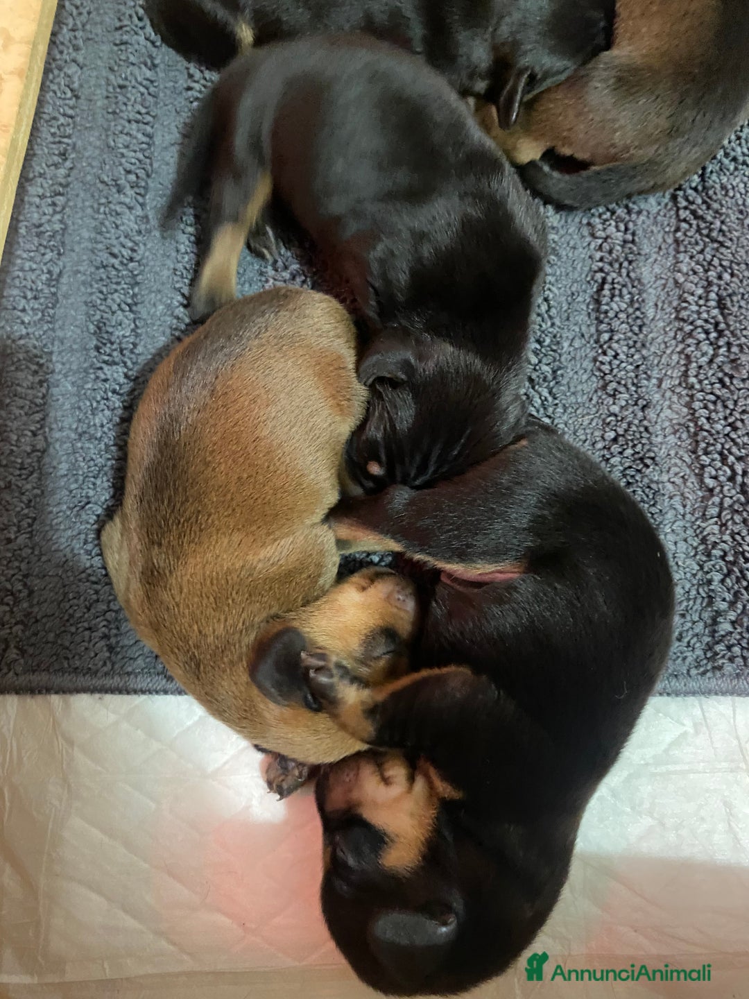 Bassotto cani in vendita: Bassotto tedesco nano - Annuncio 4