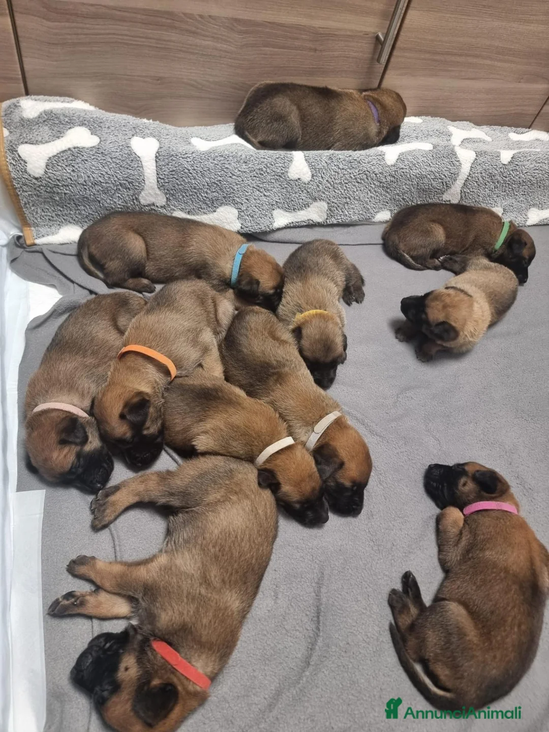 Pastore Belga cani in vendita: Prenotazione  a Città Metropolitana di Bologna - Annuncio 2