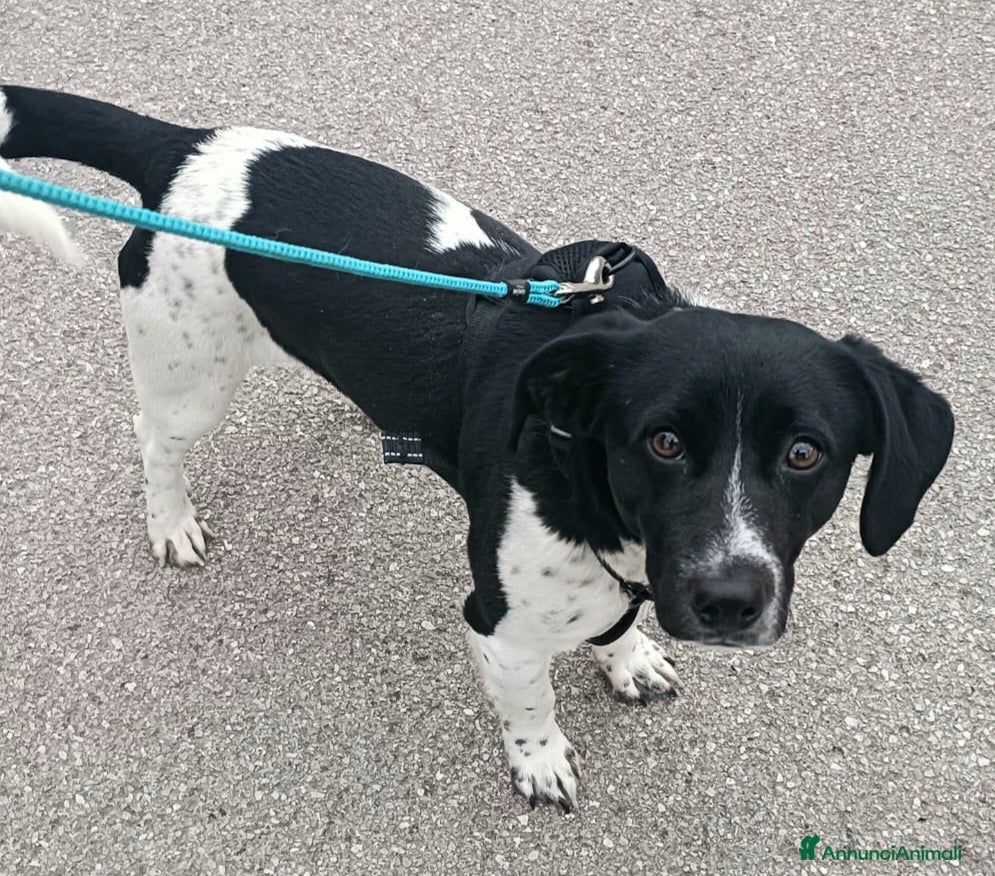 Meticcio cani in regalo: Galileo 1 anno taglia piccola  - Annuncio 3