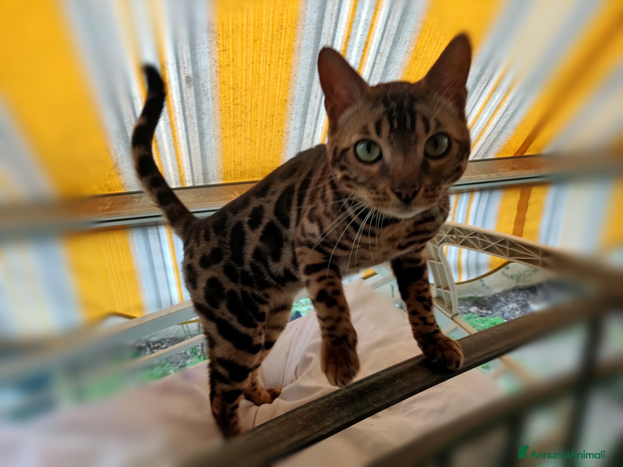 Bengala gatti Gattino Bengala abituato in casa  - Annuncio 5