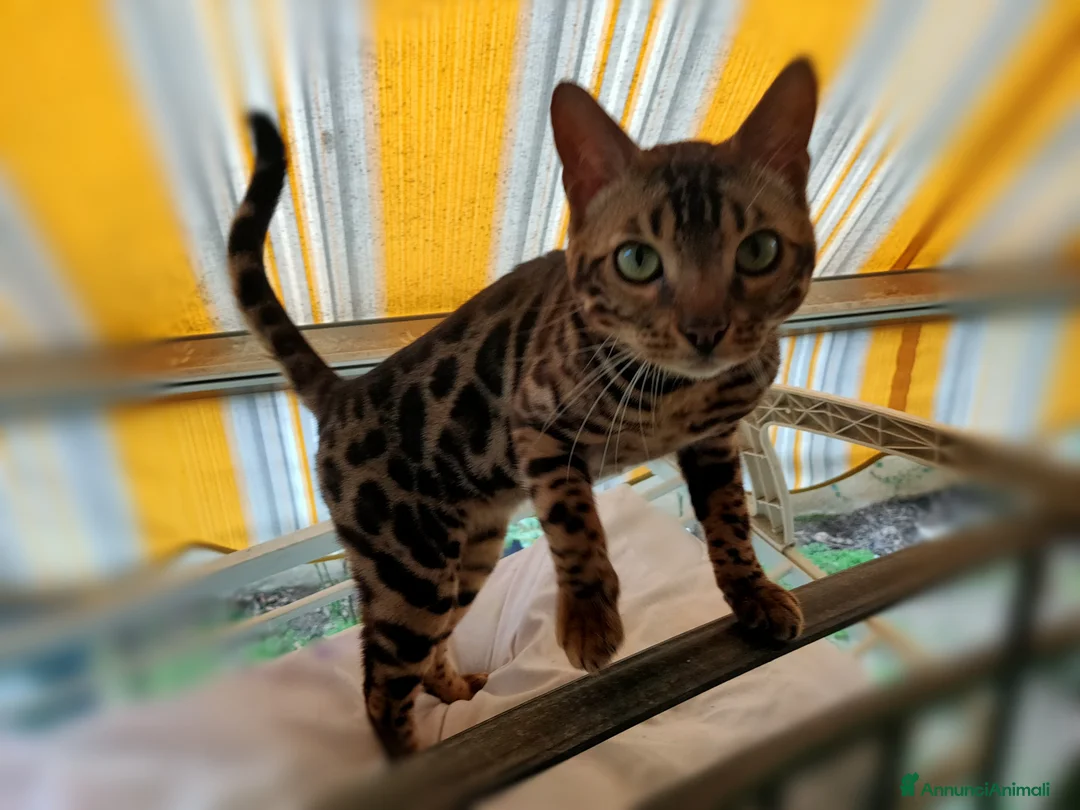Bengala gatti in vendita: Gattino Bengala abituato in casa  - Annuncio 1
