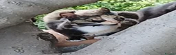 Altre razze gatti in regalo: CERCA CASA 🏡 Sassoferrato (AN) - Annuncio 2