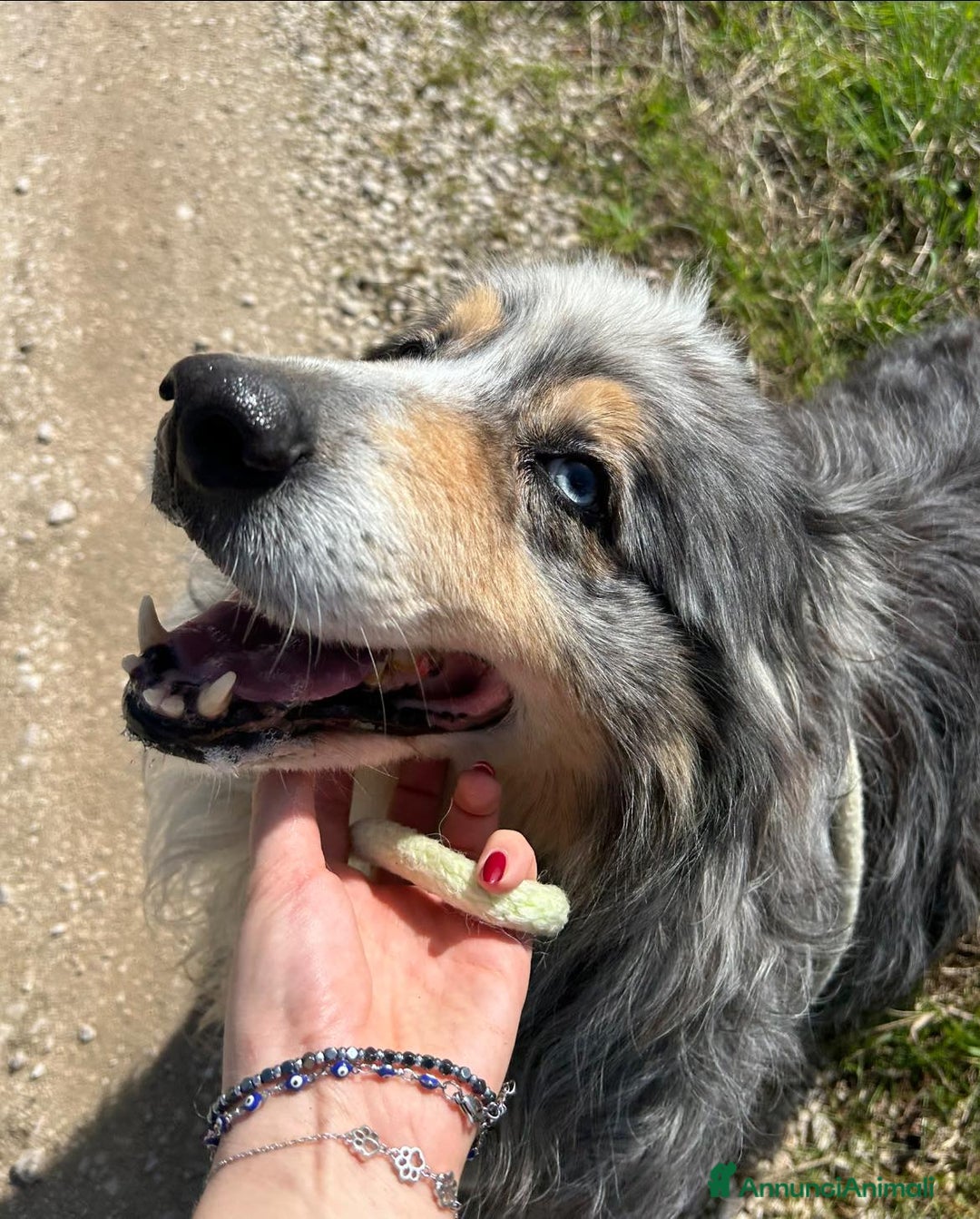 Meticcio cani in regalo: Paul Newman, PASTORE AUSTRALIANO DERIVATO a Provincia di Latina - Annuncio 3