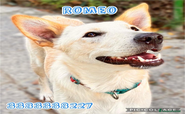 Meticcio cani a Provincia di Mantova - Annuncio 4