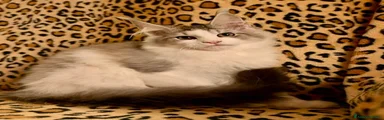 Maine Coon 2