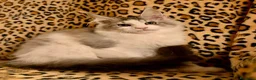 Maine Coon gatti in vendita: Splendidi cuccioli di Maine Coon - Annuncio 6
