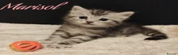 Siberiano gatti in vendita: Siberiano  - Annuncio 1