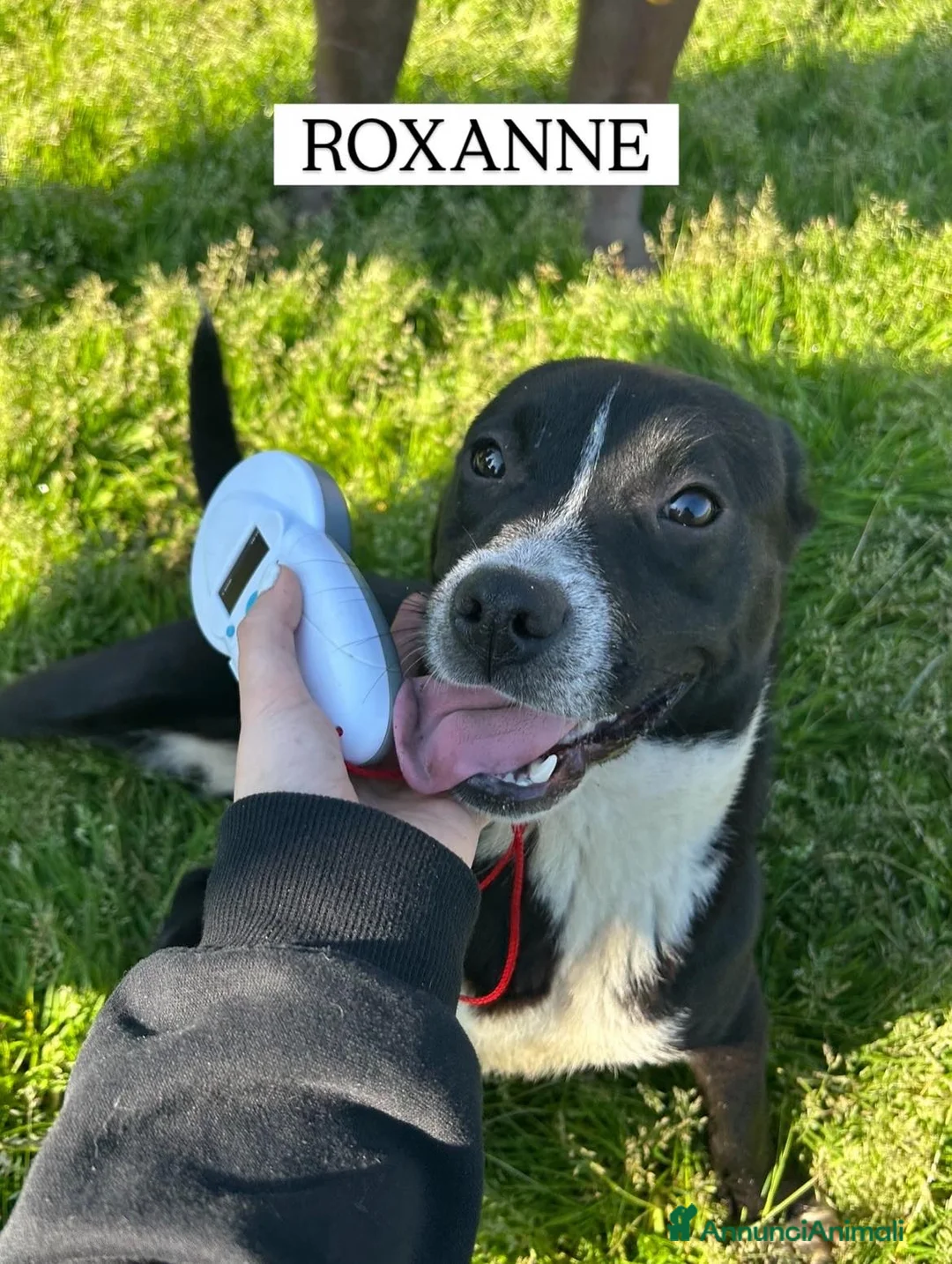 Meticcio cani in regalo: ROXANNE, cucciolandia - Annuncio 2