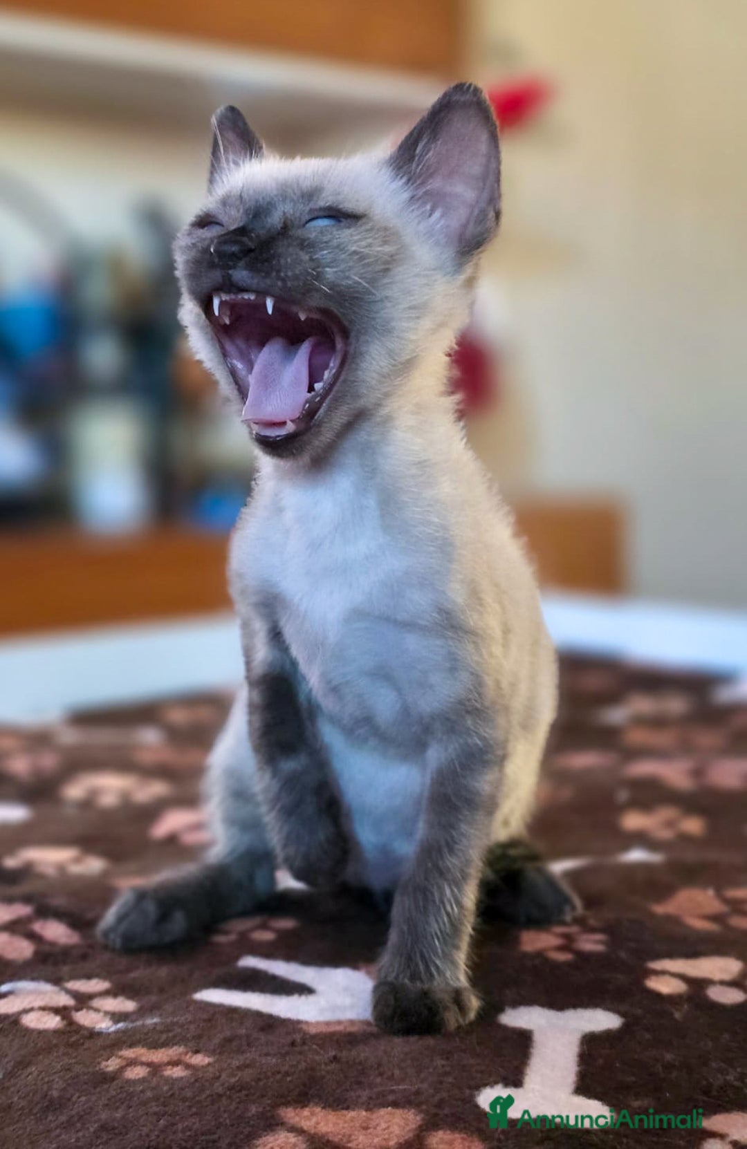 Bengala gatti in vendita: Cucciolo gatto bengala  - Annuncio 12