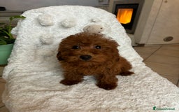 Barboncino cani in vendita: BARBONCINI FULVI TOY E NANI CON PEDIGREE a Vercelli - Immagine 5