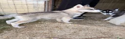 Husky cani in vendita: Cuccioli Siberian Husky  - Annuncio 3