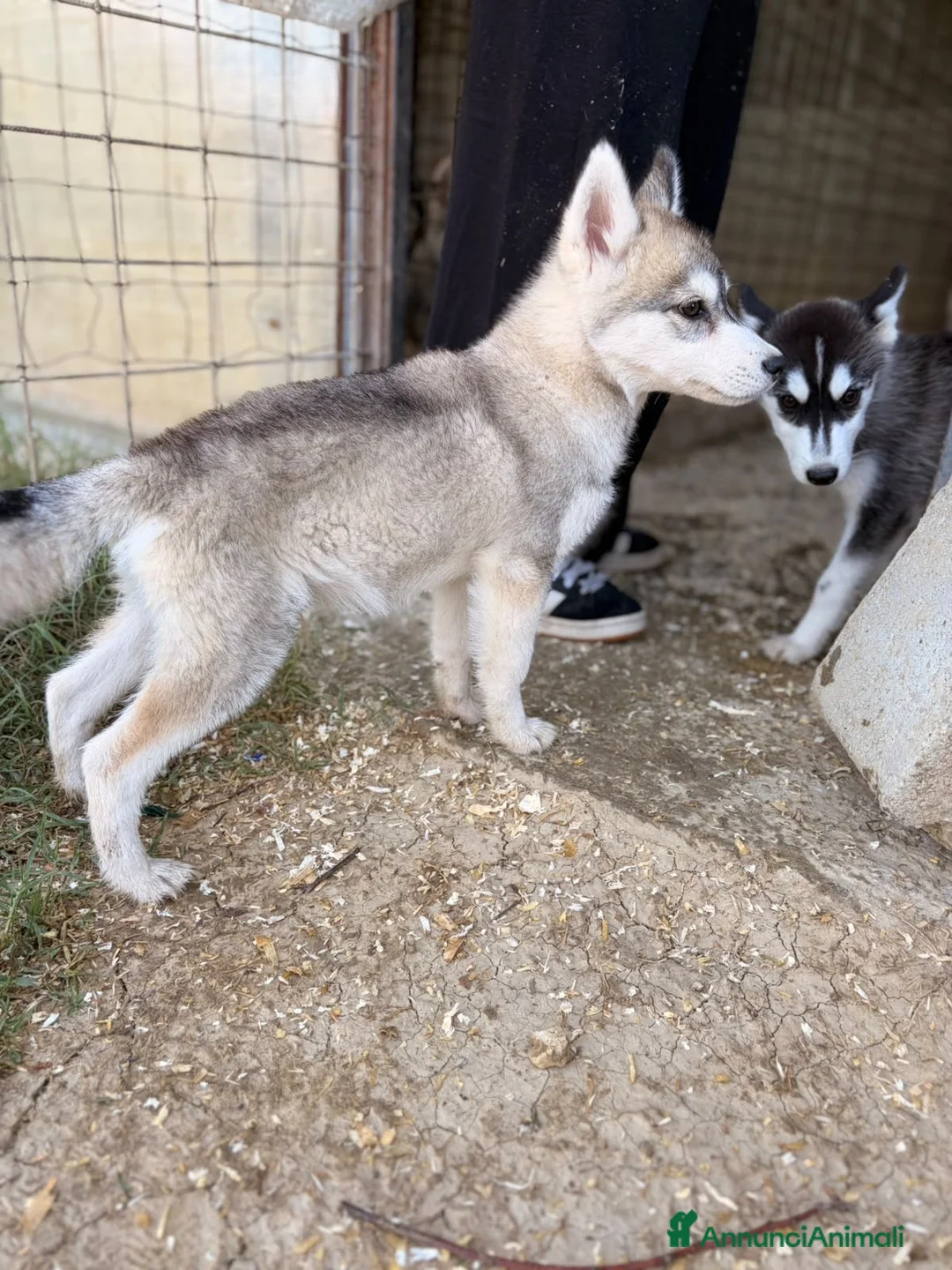 Husky cani in vendita: Cuccioli Siberian Husky  - Annuncio 3