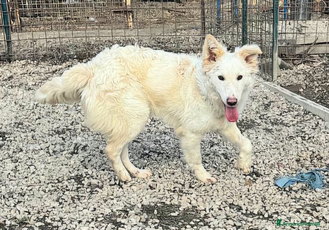 Meticcio cani in regalo: Curzio 10 mesi taglia media  - Annuncio 9